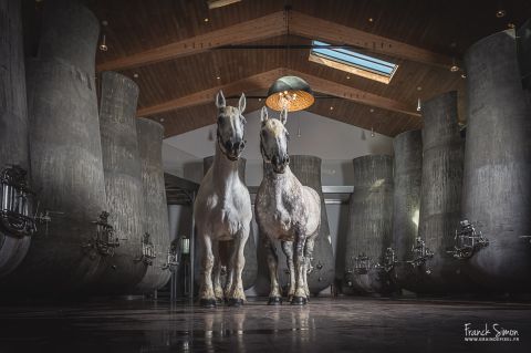 A Franck Simon photo of two beautiful grey draft horses in Château Beauregard's wine cellar