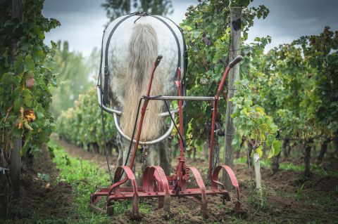 back view of a CHEVAL DES VIGNES horse pulling a tiller through a vine row