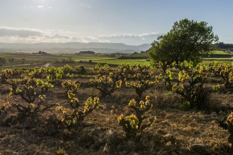 The vine landscape at Gramona in Penedès, Spain