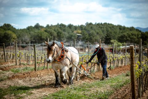 A man driving a tiller that's pulled by a horse through a vineyard at Gramona