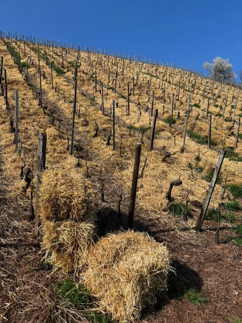 dry farming on the Roter Hang