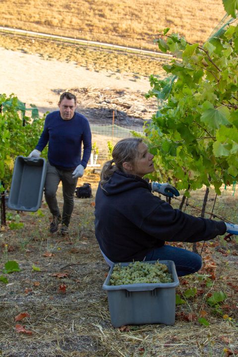 Stephanie and Brian Terrizzi harvesting at Giornata