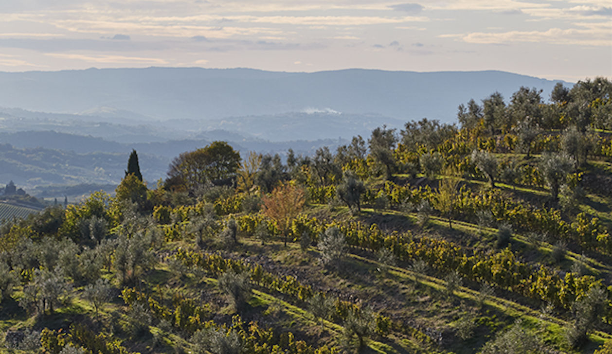 Chianti Classico in 2021 – part 1 | JancisRobinson.com