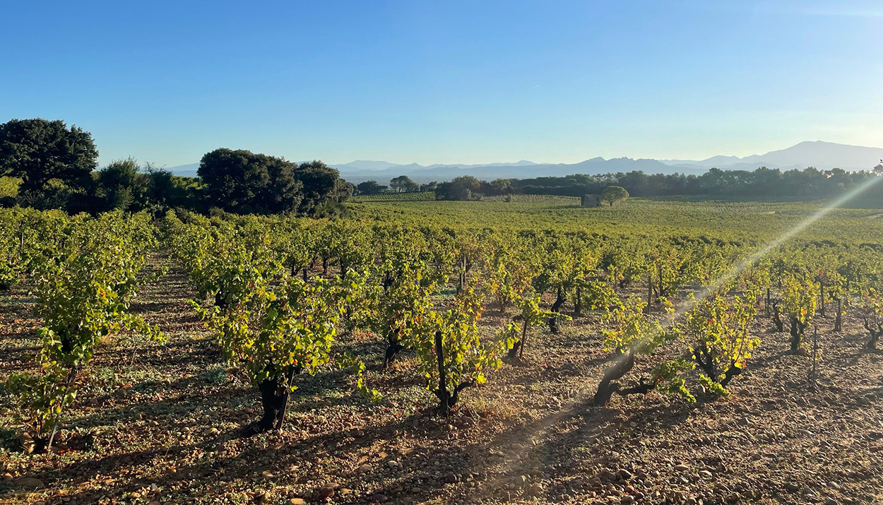 Rhone 21 Chateauneuf Du Pape Reds Jancisrobinson Com