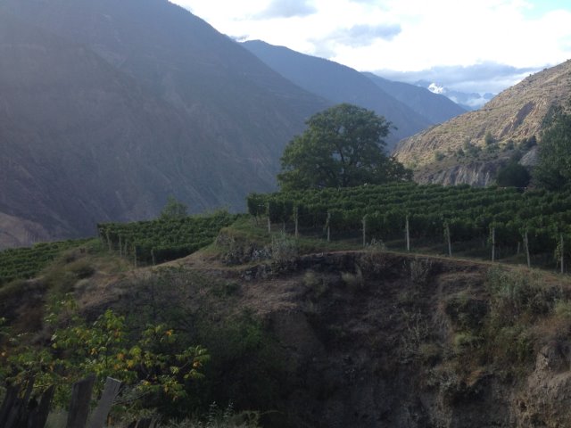 Yunnan_vineyard