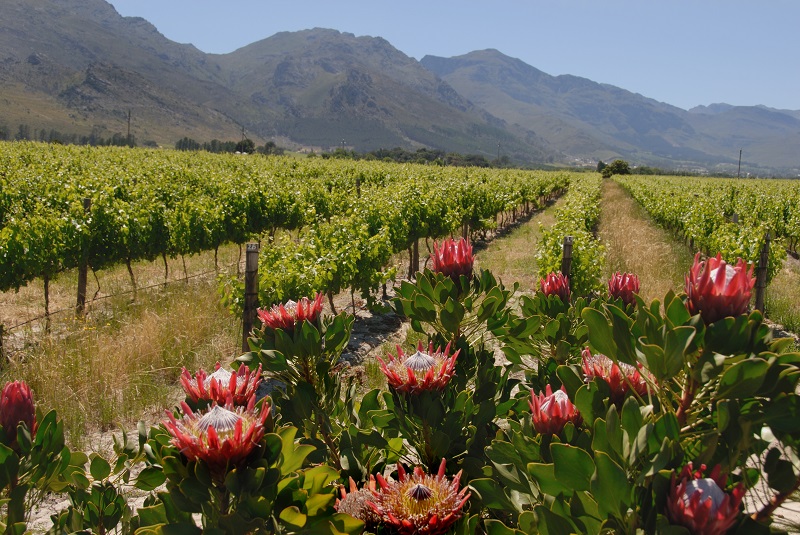 The Darling from Darling Steps into the Vineyard – Cape Wine Lovers' Society