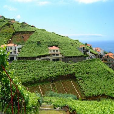 Mad about madeira | Jancis Robinson