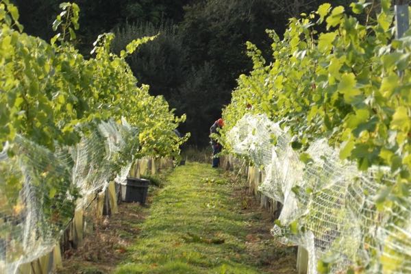 English still wines a progress report JancisRobinson