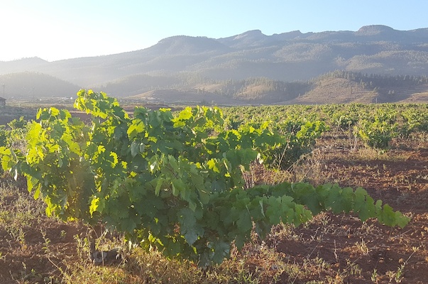 Close Photo Green Grapes Organic Vineyard Farming Concept Golden