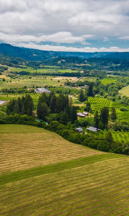 Anderson Valley vineyards by Fabian Jauregui