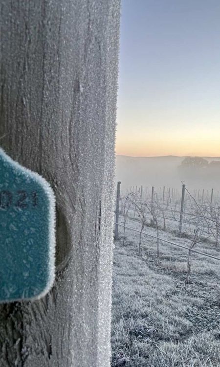 Gamay block at Lyons Will vineyard in midwinter