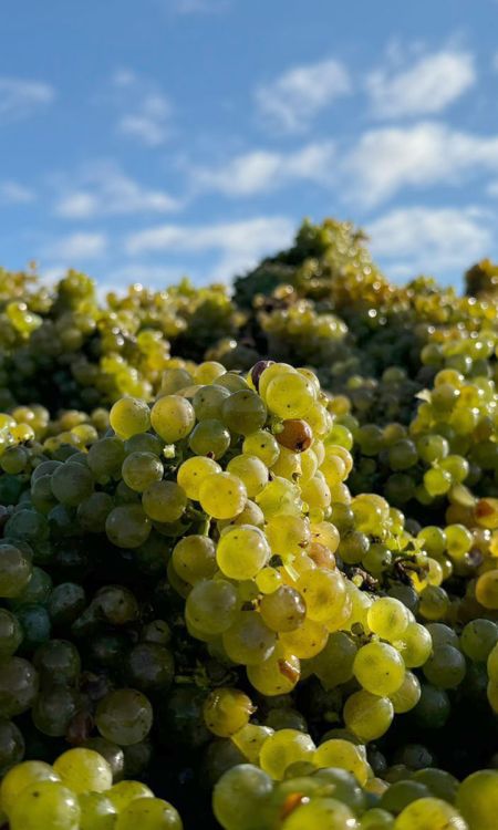 Riesling from Keller’s Shubertslay in the Mosel 2024 harvest