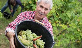 Ch Grillet grapes and vineyard steward