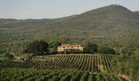 Isolated Grattamacco and vineyards