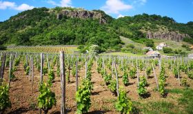 Somló hill with staked vines in the foreground