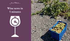 just-picked Assyrtiko grapes in a crate at Domaine Sigalas in Santorini