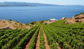 Coastal vineyard on the Dalmatian coast of Croatia by Goran Stimac via Getty Images