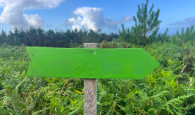 Camino dos Faros sign in the bracken