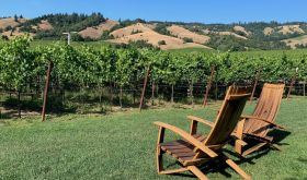 Overlooking the vines at Navarro Vineyards in California's Anderson Valley (Credit_ Steven Norton) 