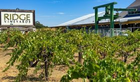 Ridge Vineyards Lytton Springs sign and vineyard