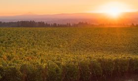 Roserock vineyard at sunset