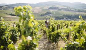 Antonie Baudin among vines at Dom de Boischampt