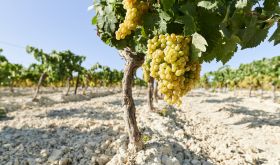 gettyimages-1331330820 albariza soils palomino grapes and vines