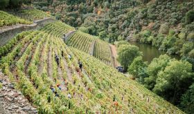 Quinta do Panascal harvest 2022