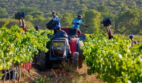 Harvesting Gamay at Karibib in the Polkadraai Hills of Stellenbosch