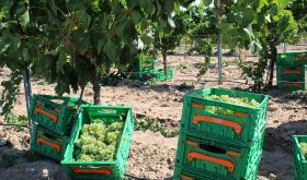 Airèn grapes at Virgen de las Viñas co-operative in Spain