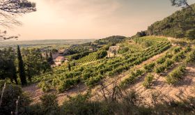 Gigondas - Domaine Santa Duc