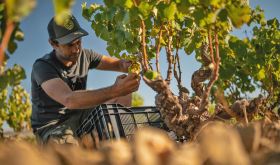 Jean Smit - winemaker at Moya Meaker and Damascene