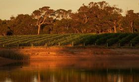 Larry Cherubino's vineyard in Frankland River