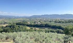 Montefalco vineyards and olive groves