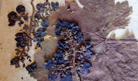 A dried grape leaf and berries from the Sremski Karlovci Grammar School in Serbia.