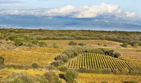 Tavel vineyards © Christophe Grilhé / Inter Rhône