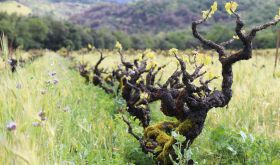 Bedrock old Zinfandel vineyard