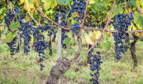 Casavecchia grapes