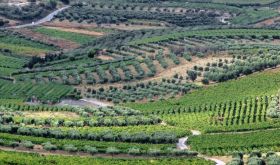 Douloufakis vineyards in Crete