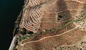 Menin Douro old vines