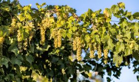 Trebbiano Spoletino vines