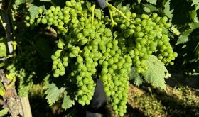 Brunello 2024 green bunch of grapes