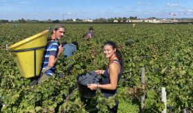 Lafite Rothschild harvest 2024