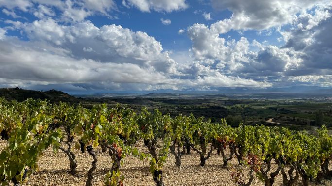 Old vines in Las Beatis Vineyard in Rioja Alavesa