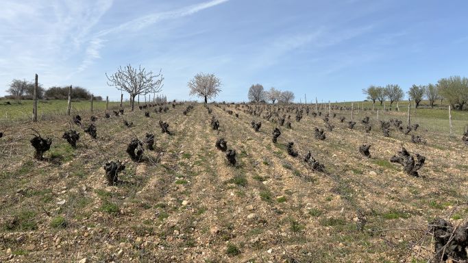 Arlanza old-vine vineyard