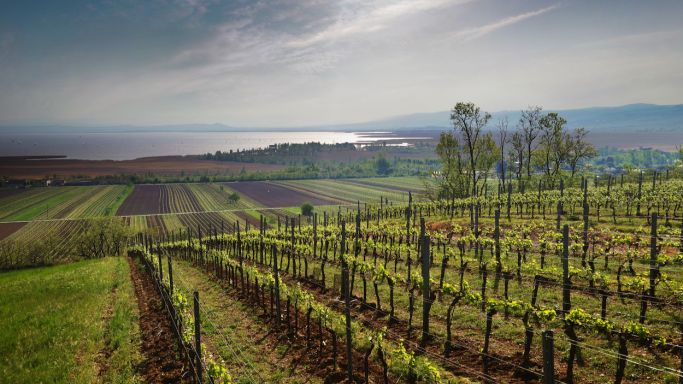 Neusiedlersee vineyards in Gols