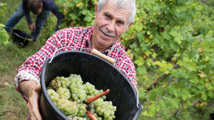 Ch Grillet grapes and vineyard steward