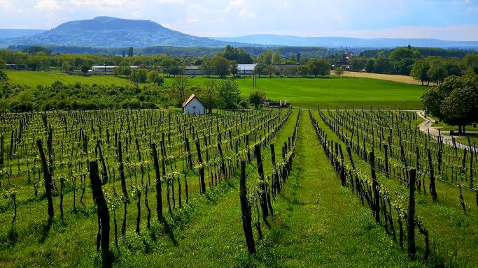 The view from Sabar winery towards Szent György Hill