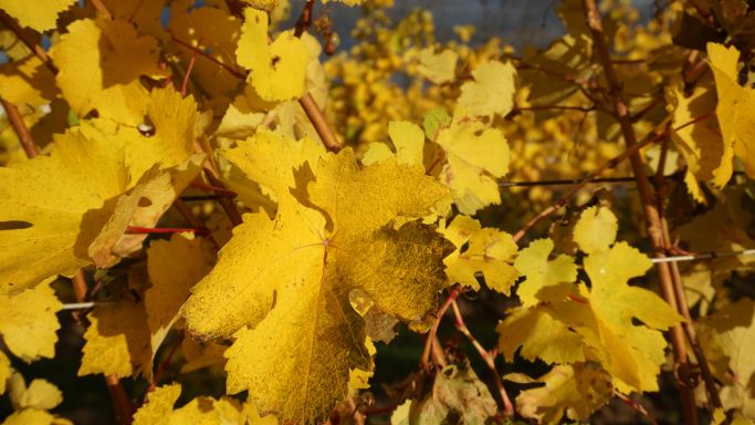  Vines at the end of harvest, Hosmer Winery 2023; photo author's own