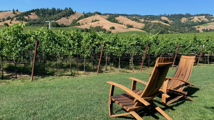 Overlooking the vines at Navarro Vineyards in California's Anderson Valley (Credit_ Steven Norton) 